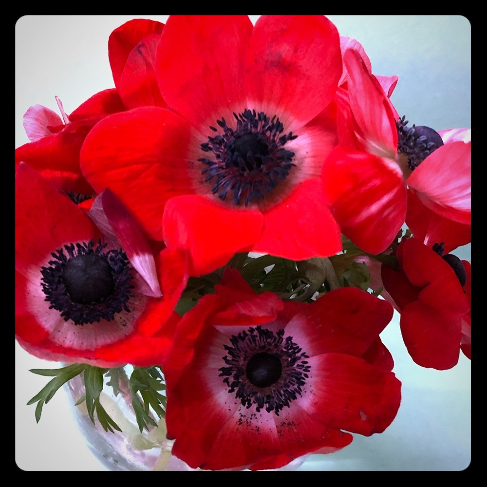 Meet your Posher, Grace